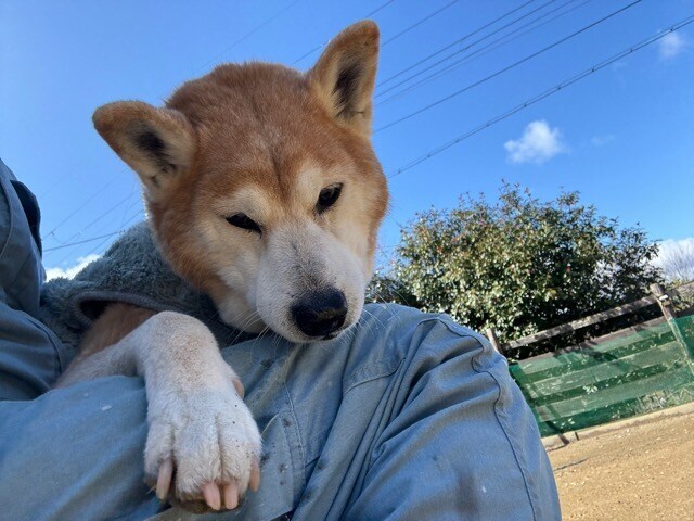 大阪の老犬ホーム