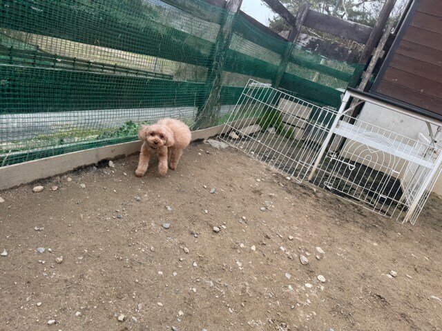 老犬ホーム大阪