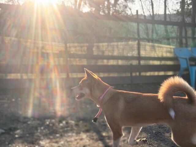ドッグホテル京都