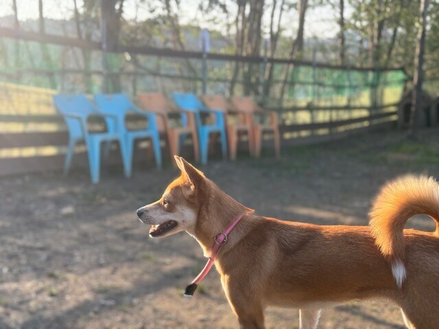 老犬ホーム大阪