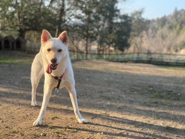 老犬ホームあん