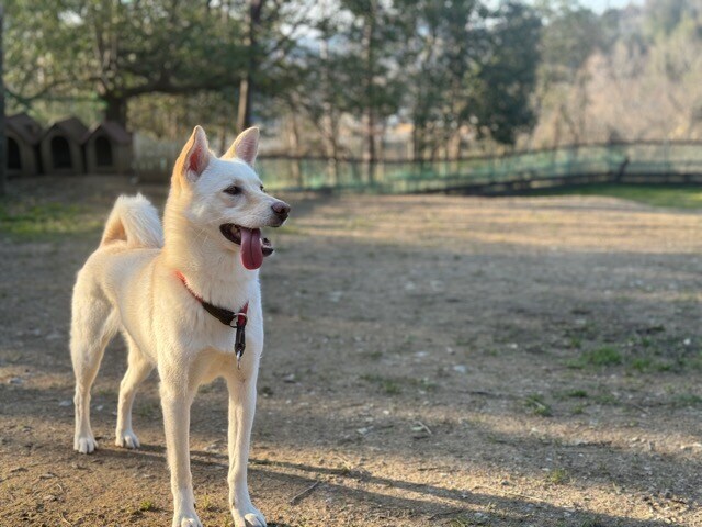 大阪の老犬ホーム