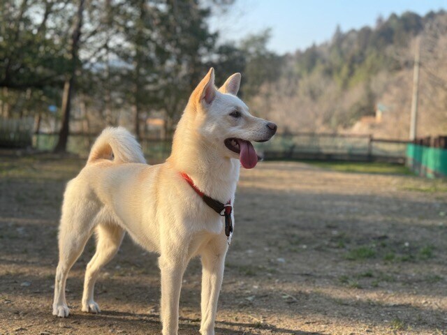 ドッグホテル京都