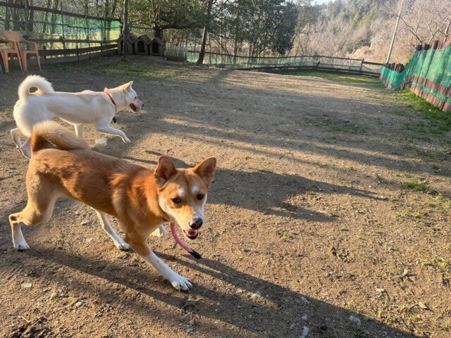 老犬ホーム大阪