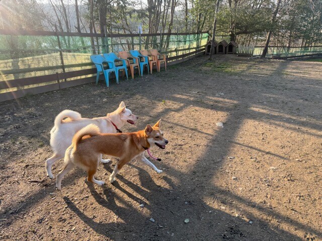 大阪の老犬ホーム