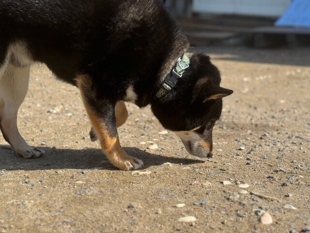 老犬ホーム大阪