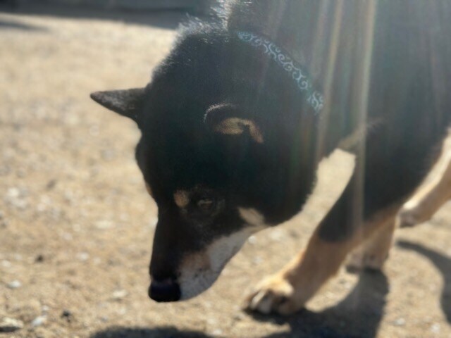 老犬ホーム大阪