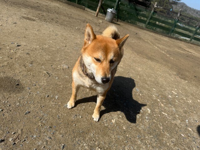 老犬ホームあん