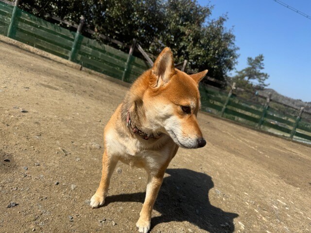 大阪の老犬ホーム