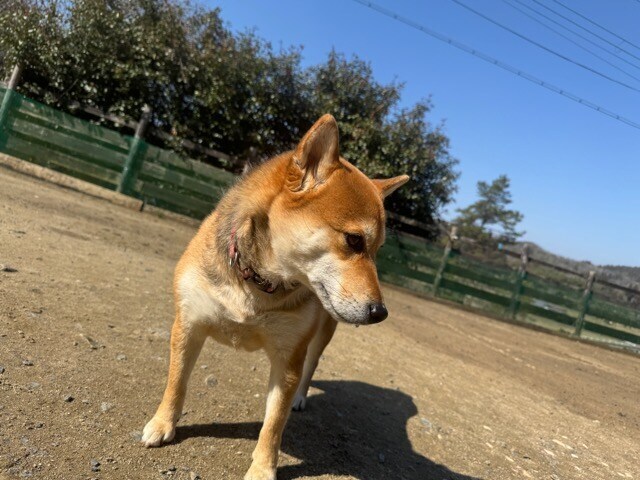 ドッグホテル京都