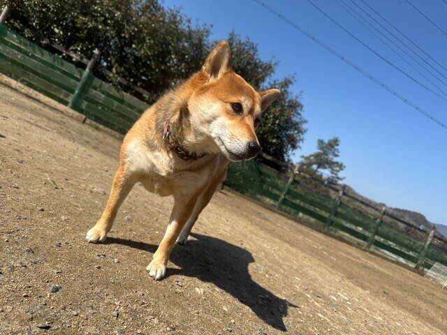 老犬ホーム大阪