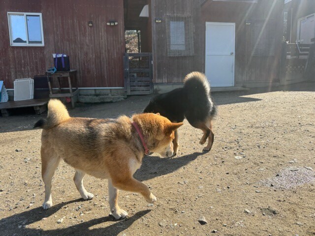 老犬ホームあん