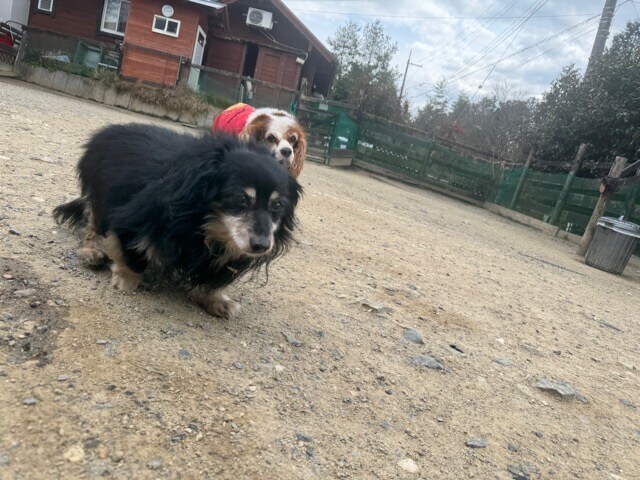 大阪の老犬ホーム