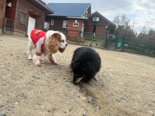 老犬ホームあん