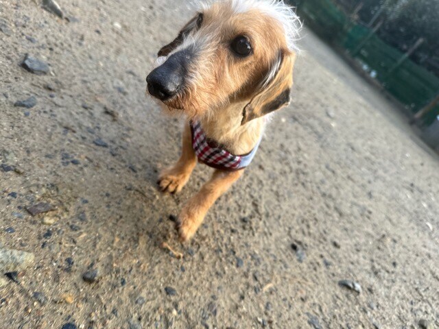 老犬ホーム大阪