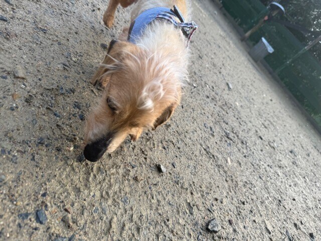 老犬ホームあん