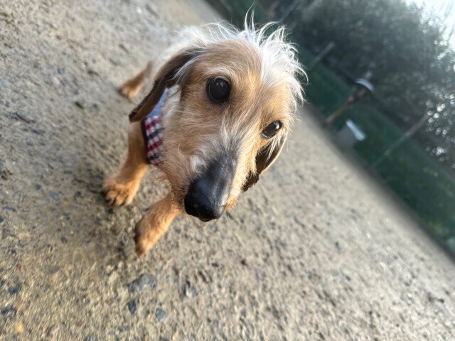 老犬ホーム大阪