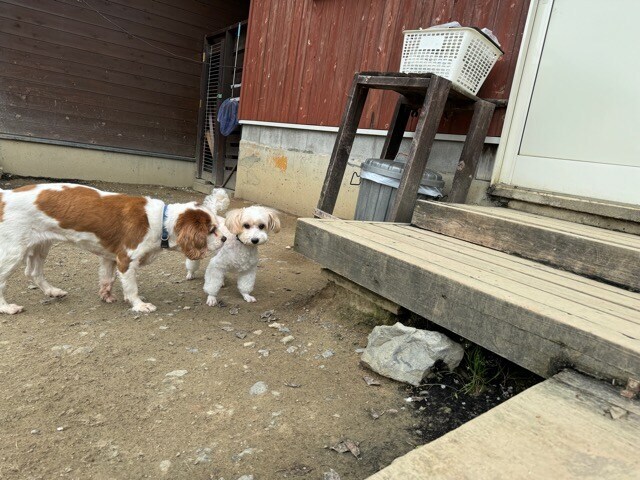 老犬ホームあん