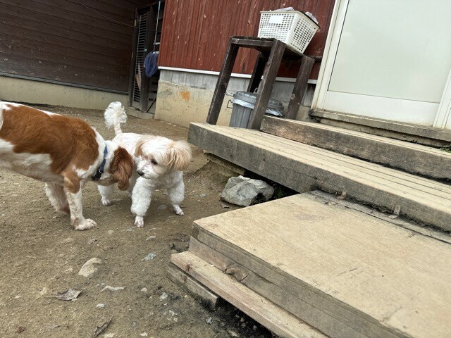 老犬ホーム大阪