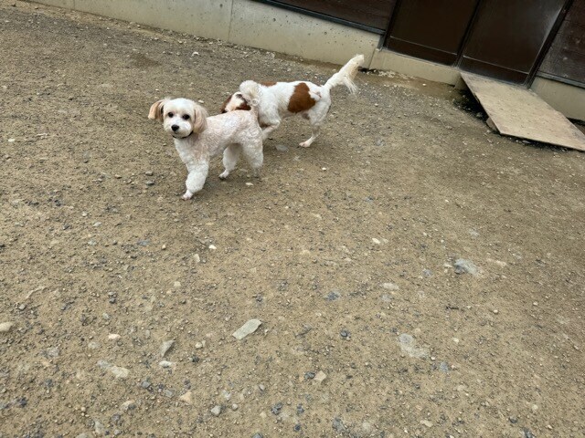 大阪の老犬ホーム