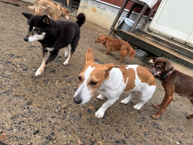 老犬ホーム大阪