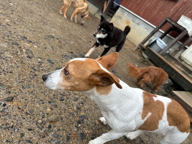 老犬ホームあん