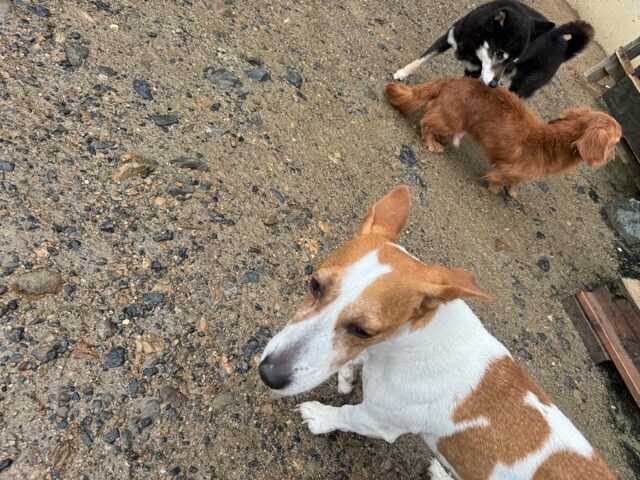大阪の老犬ホーム