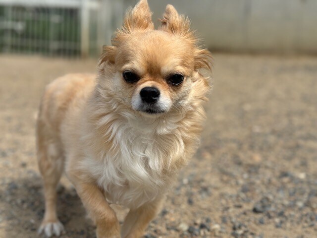 関西老犬ホーム