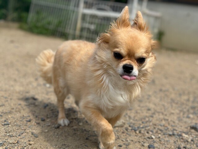 老犬ホーム京都