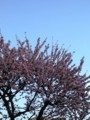 20100203075317
