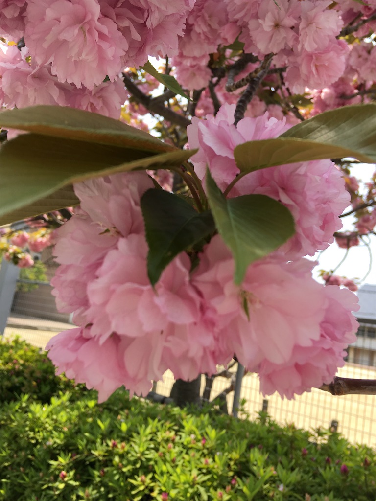 f:id:roy-7303-pkbs:20190422131924j:image f:id:roy-7303-pkbs:20190422131924j:image
