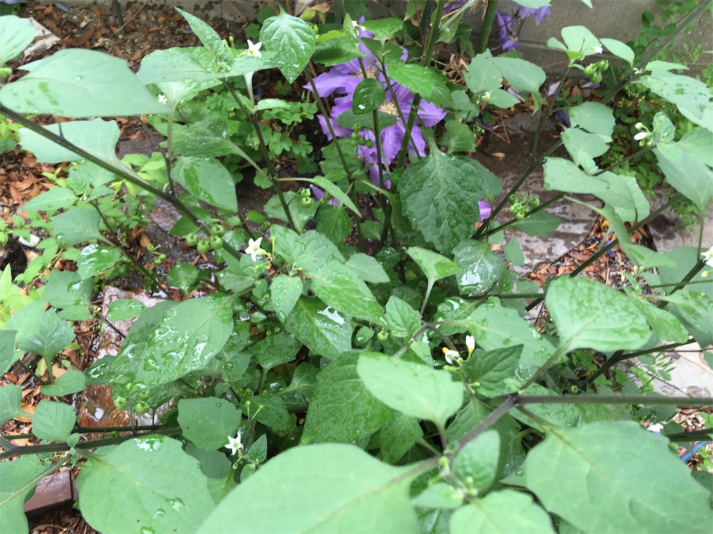 f:id:roy-7303-pkbs:20190514213337j:image
