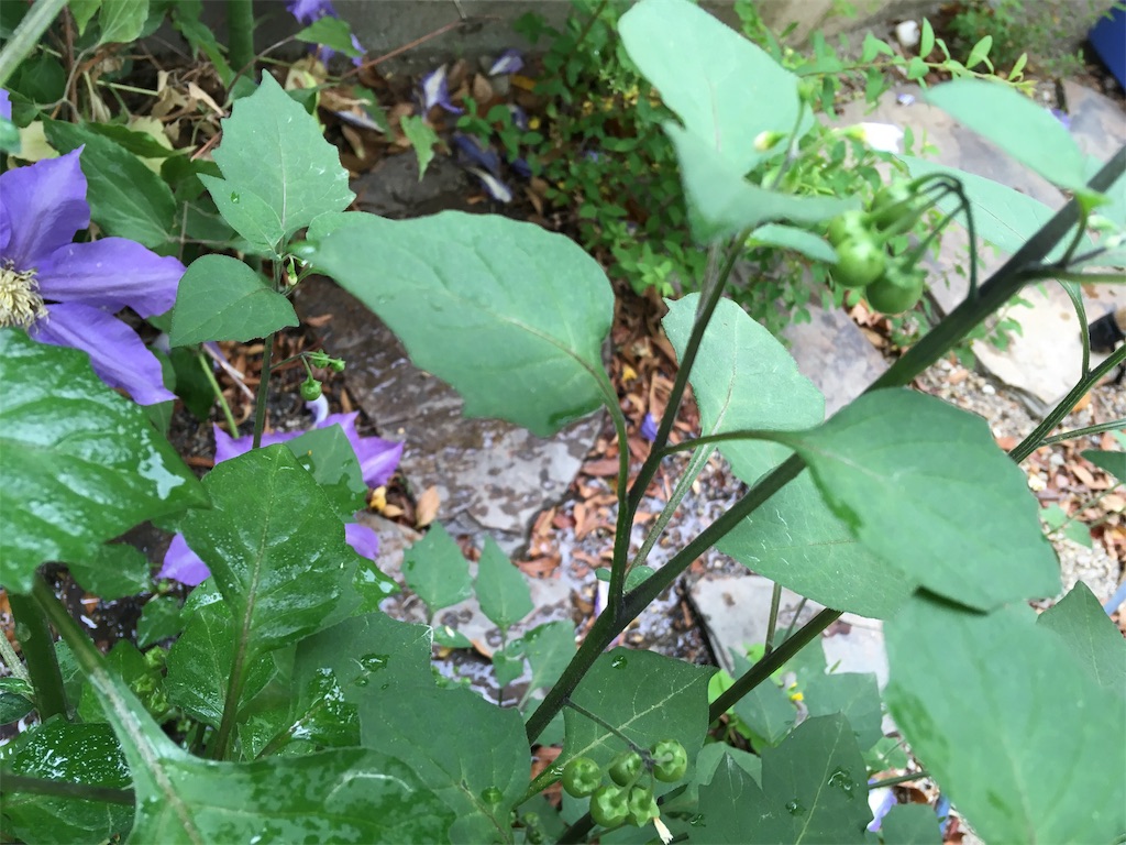 f:id:roy-7303-pkbs:20190514213343j:image