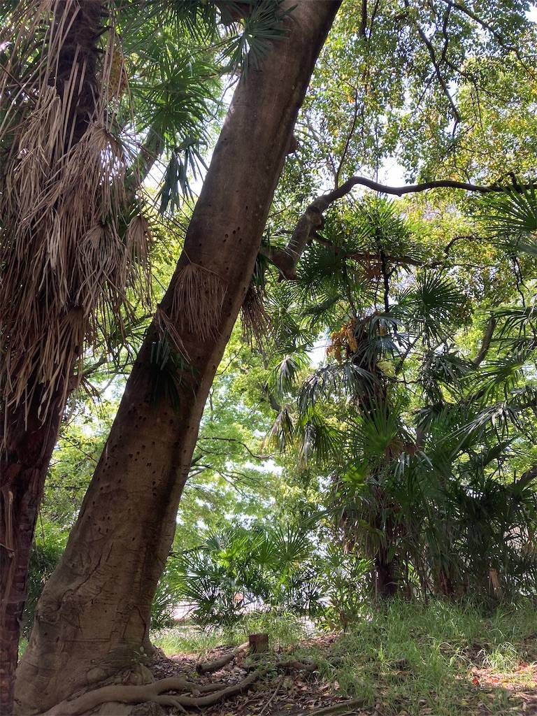 f:id:roy-7303-pkbs:20210430155752j:image f:id:roy-7303-pkbs:20210430155752j:image
