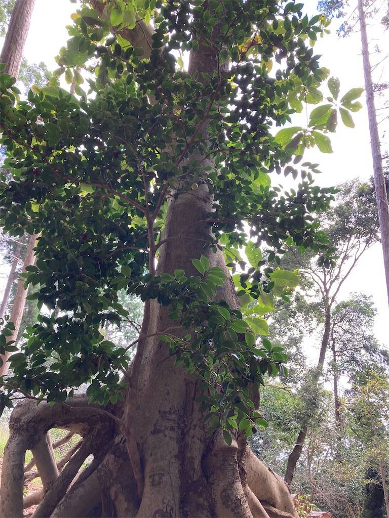 f:id:roy-7303-pkbs:20210919214440j:image f:id:roy-7303-pkbs:20210919214440j:image