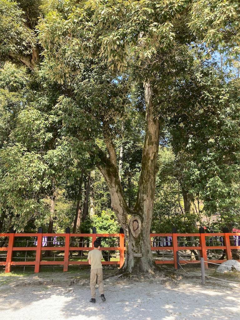 早い者勝ちです☆笙 江戸時代 年代物間 二葉葵 上賀茂神社 早い者勝ちです☆笙 江戸時代 鞭打ち 年代物間 二葉葵 上賀茂