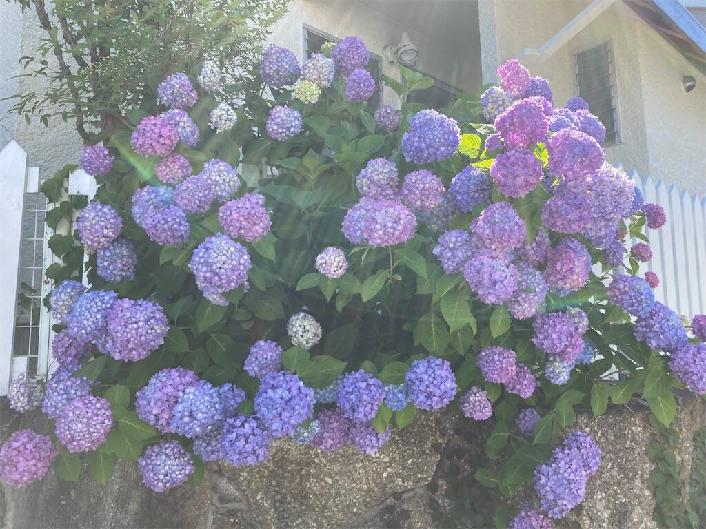 f:id:roy-7303-pkbs:20240530144845j:image