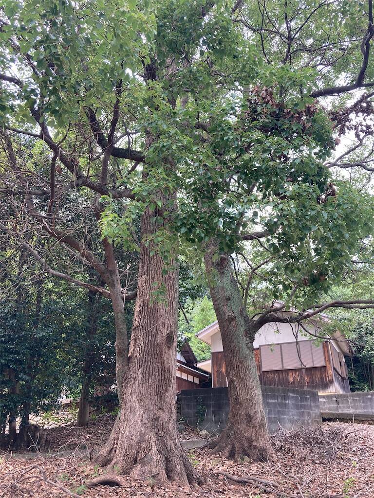 f:id:roy-7303-pkbs:20260817104252j:image
