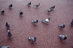 f:id:roy-t:20090122131604j:image