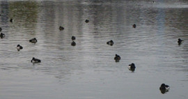 f:id:roy-t:20120102195357j:image