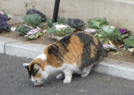 f:id:roy-t:20120102195404j:image