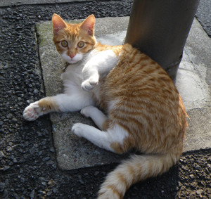 f:id:roy-t:20120305104645j:image