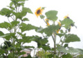 20120707174523