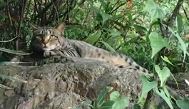 f:id:roy-t:20120731110058j:image