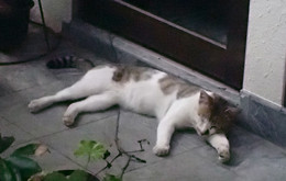 f:id:roy-t:20120731110059j:image