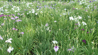 f:id:roy-t:20150623141225j:image