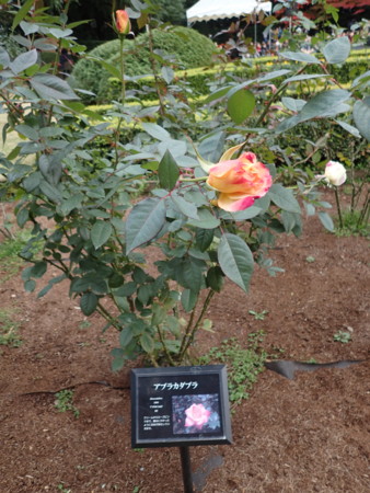 f:id:roy-t:20161126152904j:image f:id:roy-t:20161126152904j:image