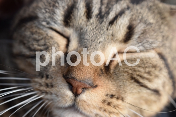 初日に2回ダウンロードされた猫の写真