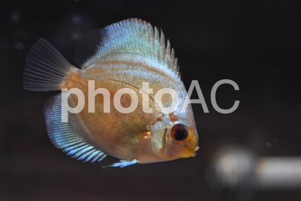 ダウンロードされたディスカスの稚魚の写真