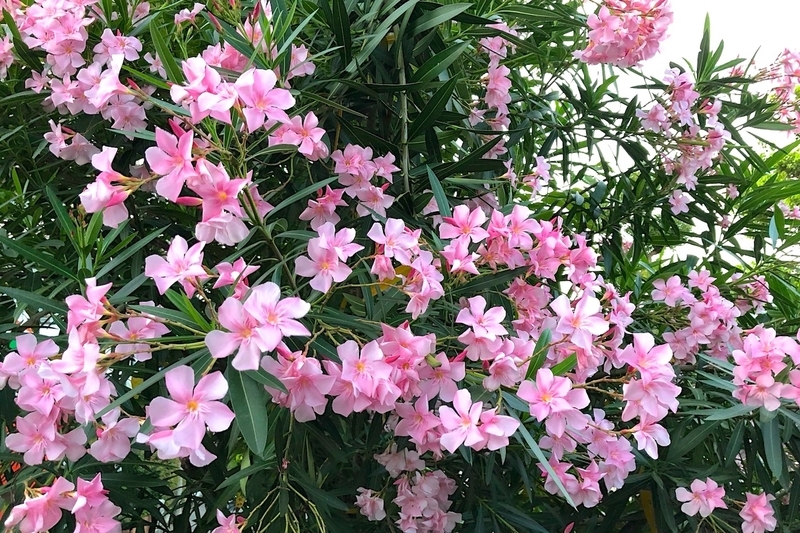 ピンクの花２種類 Dr Tairaのブログ